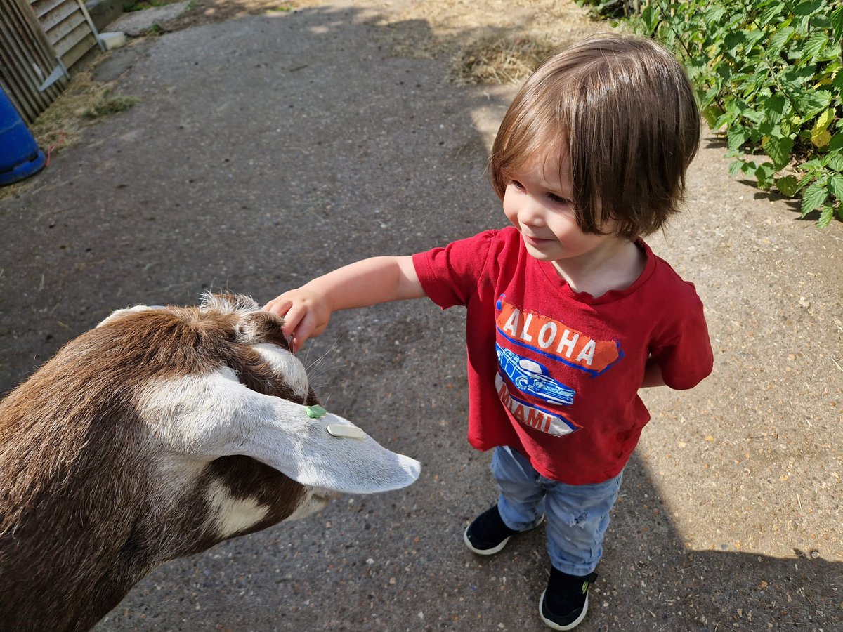 martinglester's tweet photo. They might be total bellends but they are cute sometimes... #goatsoftwitter https://t.co/lUnFj0rhAP