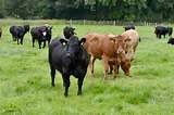 DanB64479572's tweet photo. Throughout the world, animals &amp; plants live in symbiosis; plants support the animals, &amp; animals help the plants, mainly by recycling them into rich manure.

Our environment &amp; our health is greatly enriched through rotational grazing.
#Supportlocalranchers

https://t.co/SPSIkNMKhu https://t.co/niHd3oxoWF