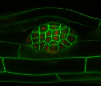 Maizel Lab @maizel-lab.bsky.social (@alexismaizel) on Twitter photo Together with <a href="/GreenMechanobio/">green mechanobiology</a> we seek a postdoc (<6y post-PhD) with strong track records in dev biology/biophysics, interested in biomechanics of lateral root development! 🌱 Must have graduated or worked in 🇩🇪& not currently reside in the 🇳🇱. 📧 for more details! Plz RT Together with <a href="/GreenMechanobio/">green mechanobiology</a> we seek a postdoc (<6y post-PhD) with strong track records in dev biology/biophysics, interested in biomechanics of lateral root development! 🌱 Must have graduated or worked in 🇩🇪& not currently reside in the 🇳🇱. 📧 for more details! Plz RT