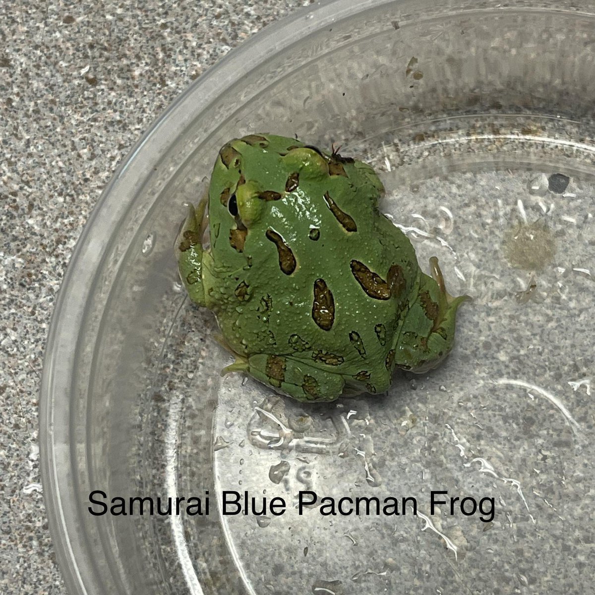 RhondasAviary's tweet image. Pacmans are here. Samurai blue! 
#pacmanfrog #froglover #frogsofinstagram #petstore #rhondasaviary