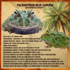 RhondasAviary's tweet image. Pacmans are here. Samurai blue! 
#pacmanfrog #froglover #frogsofinstagram #petstore #rhondasaviary