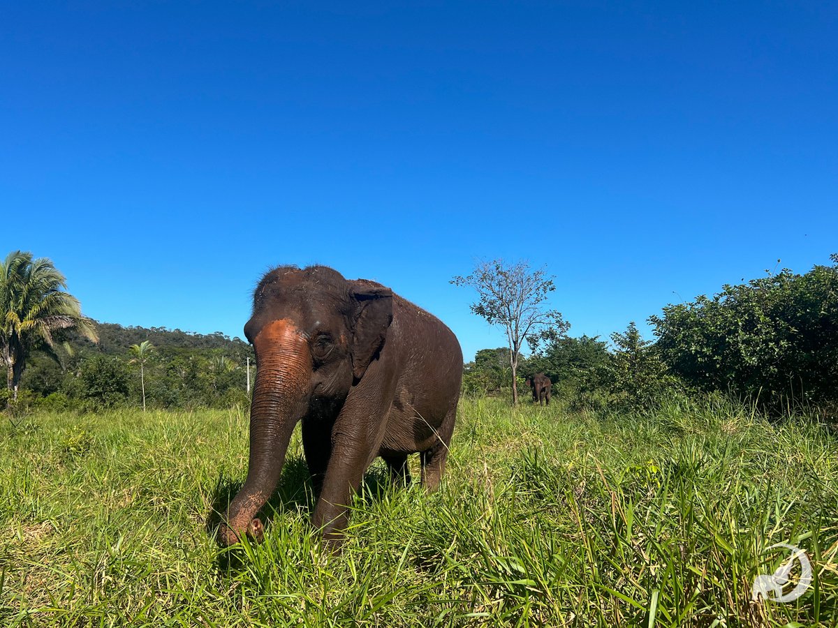 GlobalElephants's tweet photo. In today's #Elefact Friday, we talk about studies on elephant longevity and age-related illnesses, and how learning from elephant physiology has the potential to help us understand more about our own aging.
Learn more: https://t.co/vgemfcOgpS
Maia with Bambi following👇️ https://t.co/9fLjnEpPDw