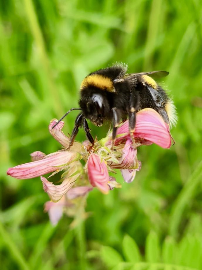 This week <a href="/gogmagog_golf/">The Gog Magog G.C.</a> club we hosted the English seniors stroke play championship on the “old course” whilst still maintaining the “Wandlebury course to its usual high standards for the membership, hard work by everyone in the <a href="/GogMagogTeam/">Gog Magog Estates Team</a> ⛳️👏