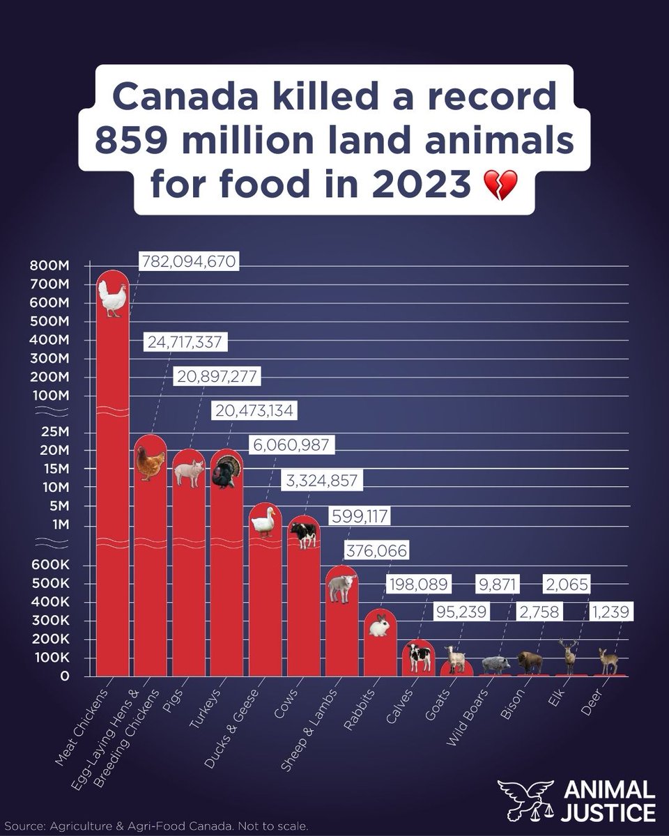 💔 Heartbreaking: In 2023, Canada slaughtered 859 million animals for food—making it the deadliest year on record since we began analyzing statistics.

Chickens are being killed in dramatically higher numbers than other species, &amp; they experience some of the worst cruelty.