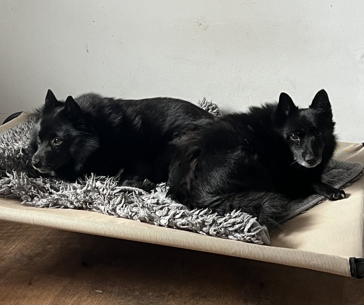 The oldies chilling together. #schipperkes