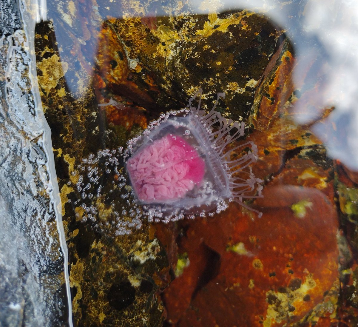 Anyone know what this is? Found in a rockpool on the Shiant isles, about 2-3cm across and pulsed occasionally (not attached to the substrate). 

#jellyfish #cnidaria #marinebiology #marineinvertebrates