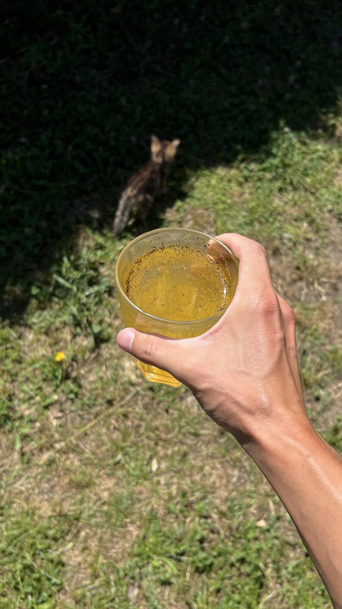 SebNutritionist's tweet photo. Juice after 2km run:

Mineral water - for hydration and minerals

Turmeric - to activate vitamin D receptors

Sea salt - to balance stomach acid levels / pump

Black pepper - 📈 bioavailability of turmeric by 2000% https://t.co/r2r6Zfc4nF