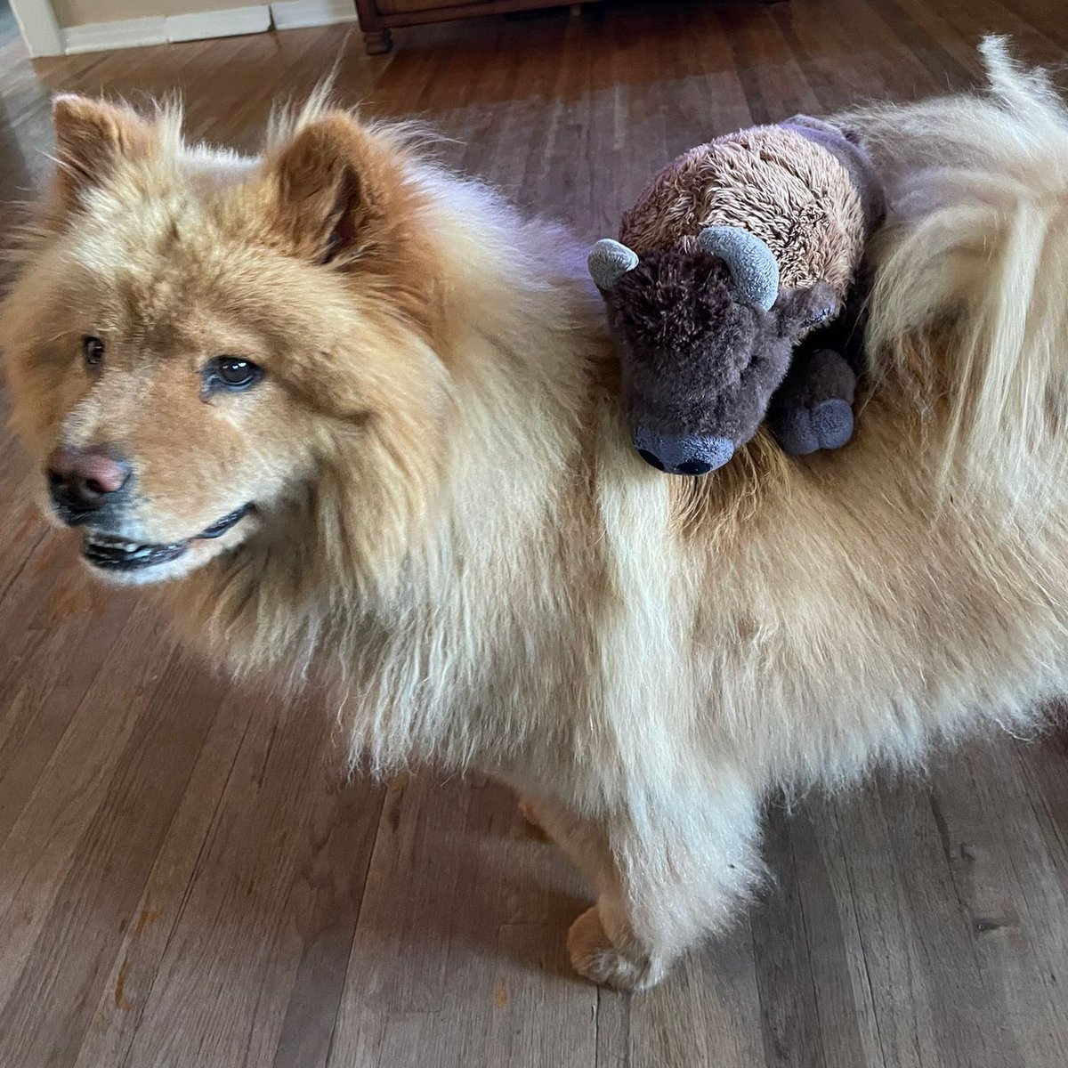 BisonTrack's tweet photo. Where in the world was Thor? Well, back home as it turns out! 😅 Yes, we left him behind in Kansas like the terrible Bison parents we are! Now let's see if Luna is going to be willing to give him back! 🤞😜 https://t.co/1upIhj3017 #whereintheworldisthor #chowchowdogs https://t.co/Q4ScBdxjOq