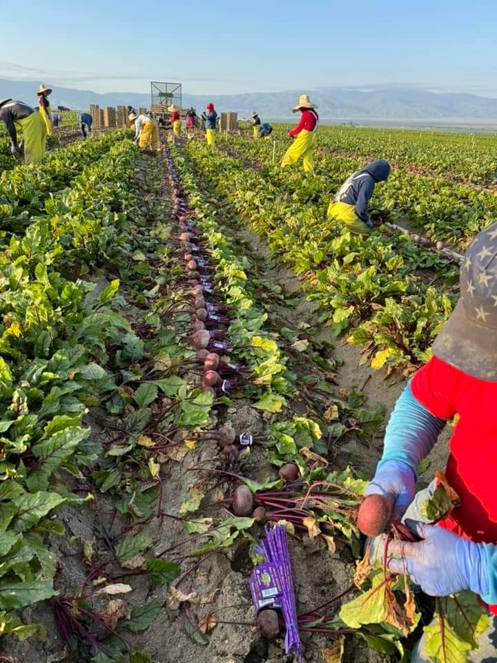 United Farm Workers tweet media