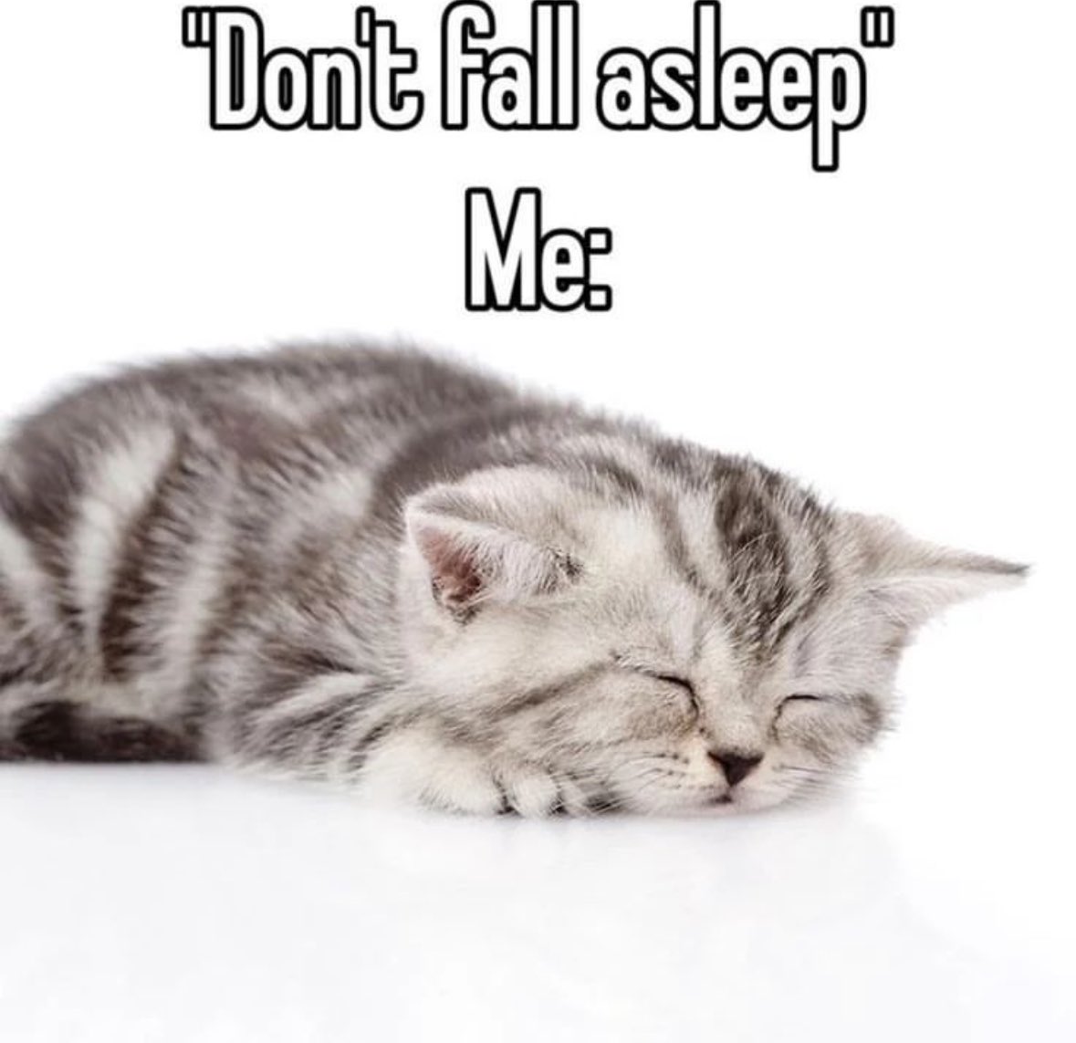 literallymecats's tweet image. 