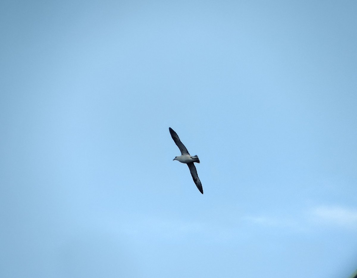 bethanyasmith42's tweet photo. Had an absolutely fantastic time visiting the #Shiants with @NatureScot

Got to see many beautiful seabirds, experience these amazing islands, and worked with some fantastic people. And it's wonderful being able to contribute to vital seabird survey data. 

Feeling so lucky! https://t.co/wXEdNSABtC