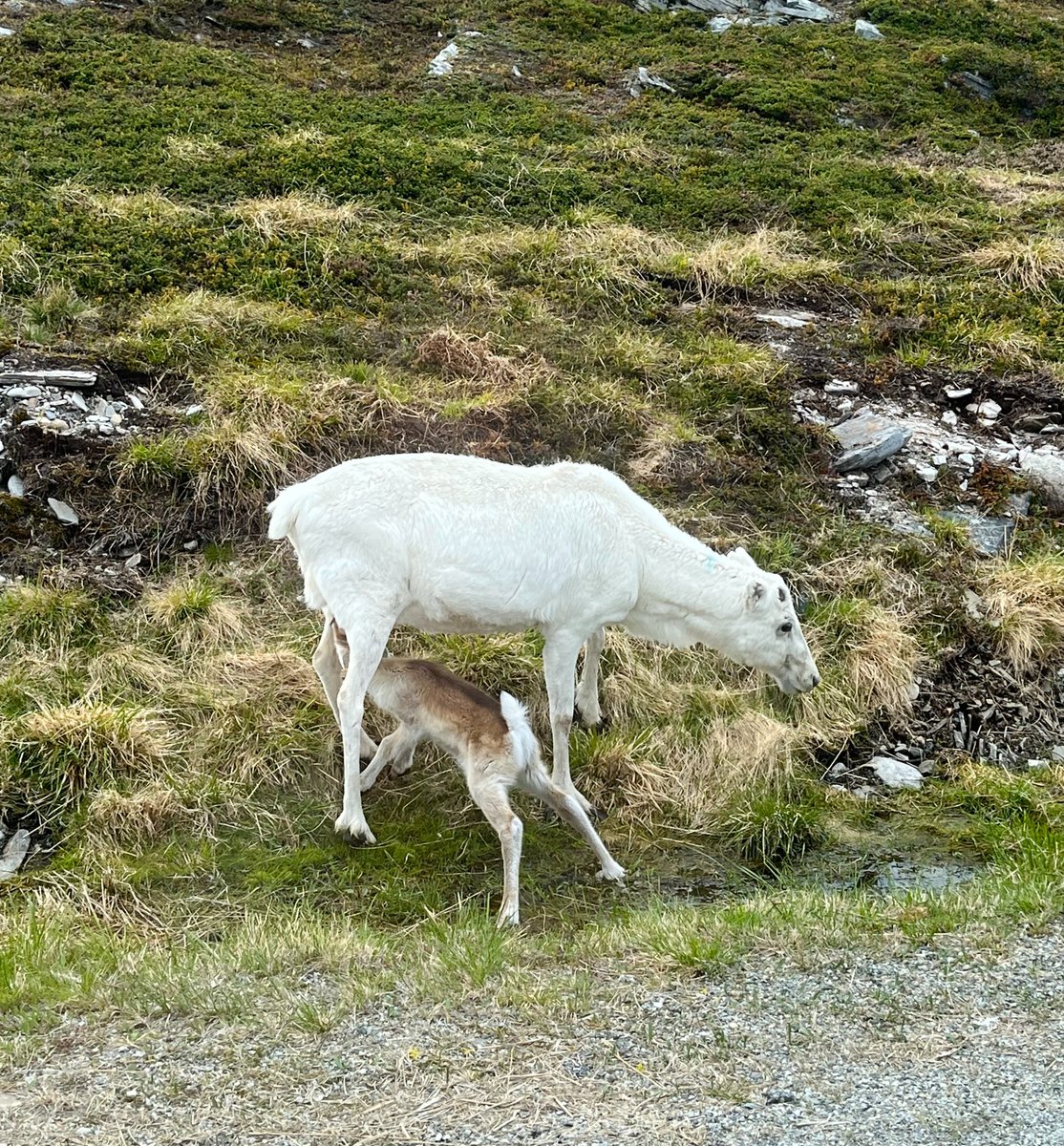 g_fiske's tweet photo. We spent an extraordinary 3 days earlier this week with @ReindeerHerding colleagues and Sami reindeer herders in northern Norway.  Is it possible that maps could help communicate the information needed to make wise decisions for the future of reindeer husbandry? https://t.co/w6RFgaUEhr