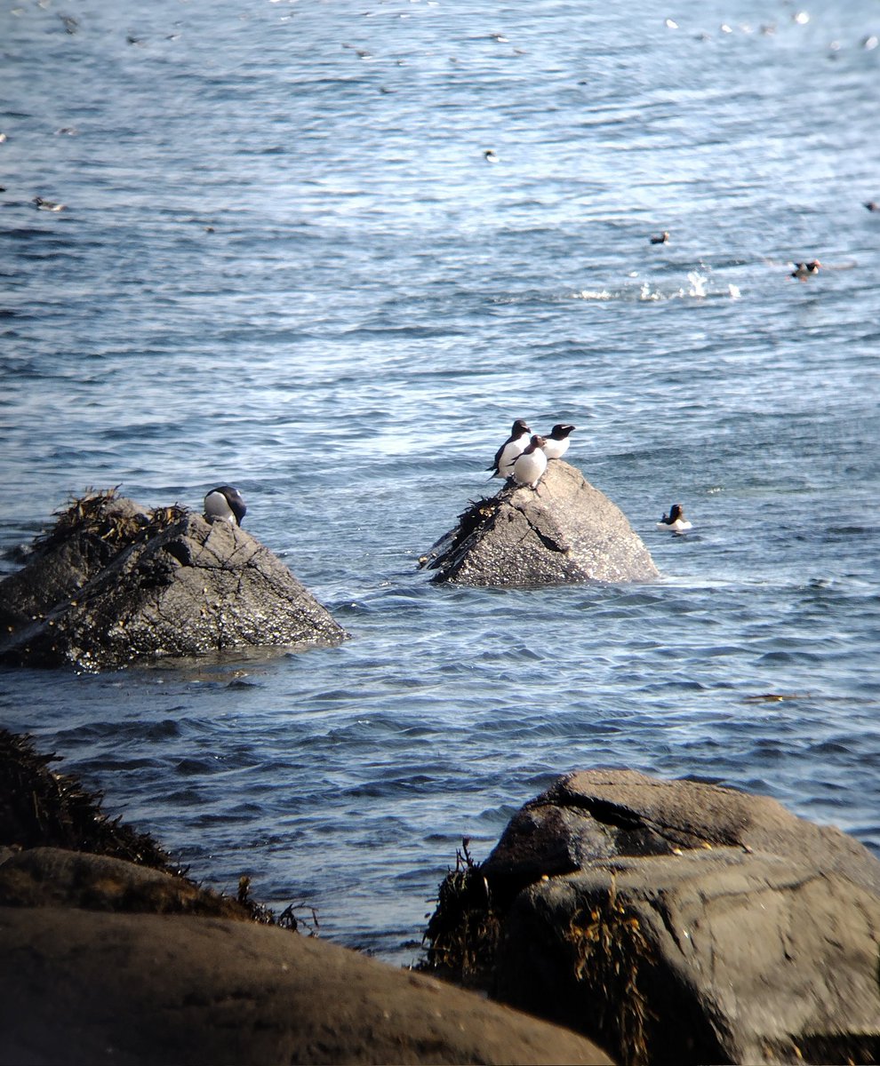 bethanyasmith42's tweet photo. Had an absolutely fantastic time visiting the #Shiants with @NatureScot

Got to see many beautiful seabirds, experience these amazing islands, and worked with some fantastic people. And it's wonderful being able to contribute to vital seabird survey data. 

Feeling so lucky! https://t.co/wXEdNSABtC