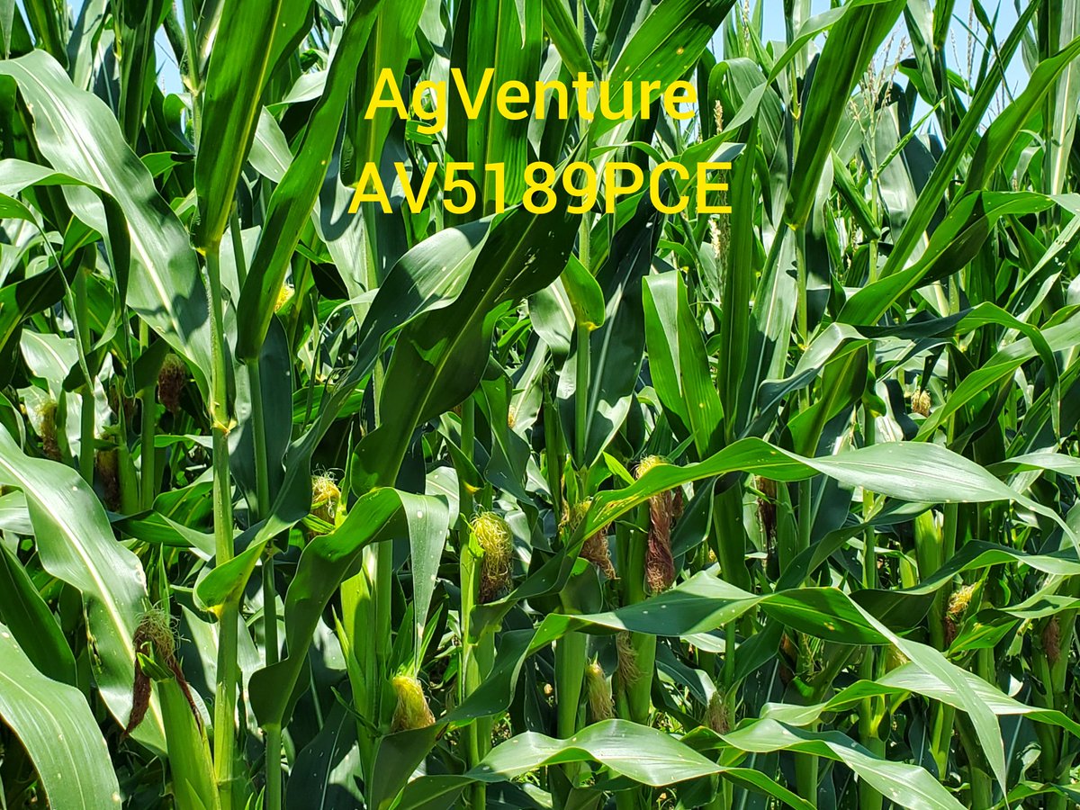 M.L. Farms in Temperance Hall will be changing out grain head for corn head before long!#AgVenture #swcseeds #cornharest24