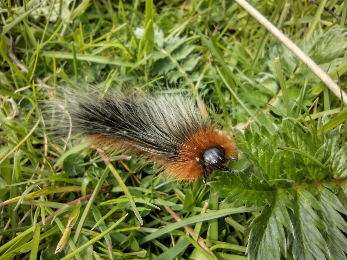 bethanyasmith42's tweet photo. Some non-marine #Shiants wildlife! https://t.co/K0CabjgL87