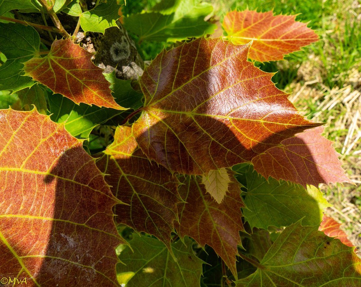 MaartenvanAtten's tweet photo. #Bomen, #sortiment. Vele #inheems aanplanten is goed, maar exoten mogen er best bij. Met deze exoot (#Tilia #Tilia_henryana) wordt de nectar-tijd van de inheemse Tilia's flink verlengt, en dat is ook goed voor de #biodiversteit. https://t.co/LGwjx7St03