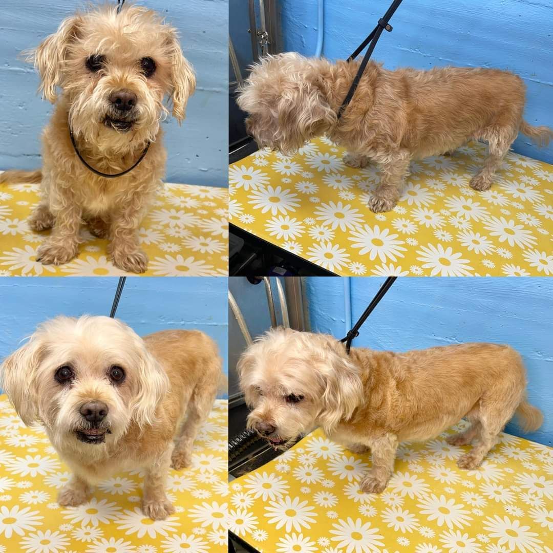 Muttville's tweet image. Who's a happy girl? Ursula Andress, that's who! #AvailableSoon Muttville.org