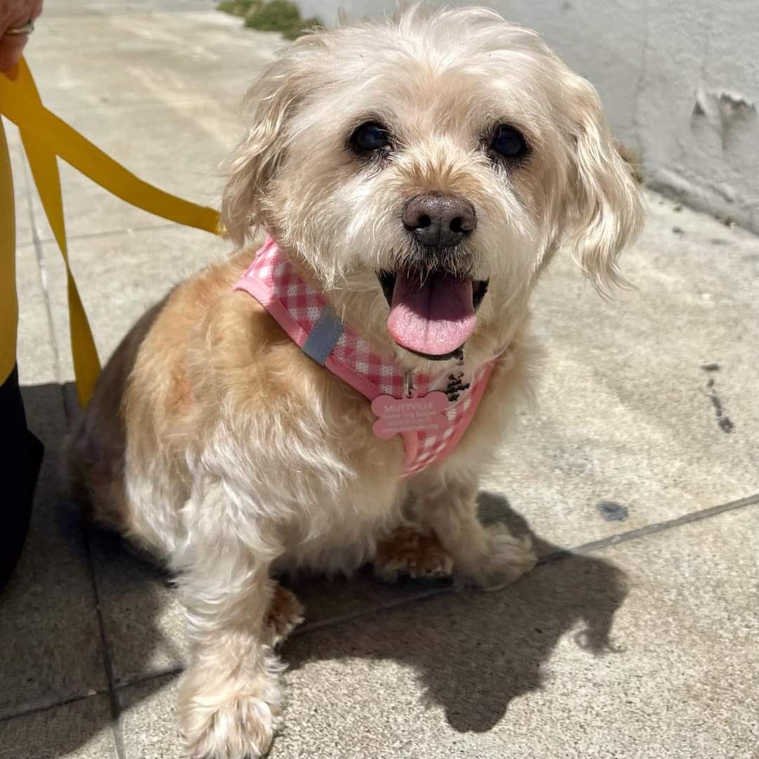 Muttville's tweet image. Who's a happy girl? Ursula Andress, that's who! #AvailableSoon Muttville.org