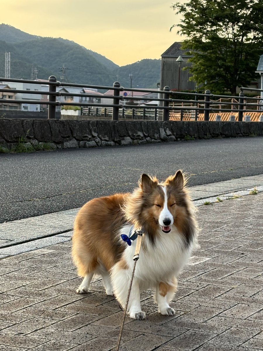 夕方の散歩いい風が吹いて気持ち良さそう😊