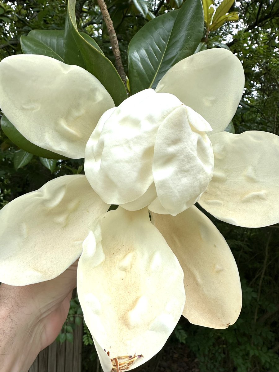 AAA_Stripe_Pro's tweet photo. magnolia tree blooms fantastically with all the rain and sunshine this week  
 #Powelltn #WestKnoxville 

https://t.co/4ugk9NGZ40 https://t.co/ZigBRfhx7o