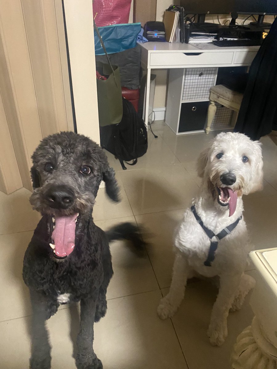 Razor and Lucy are excited for the #StanleyPup! 

Tongues out for Bobruffski! 
Let’s go Panthers! ♥️