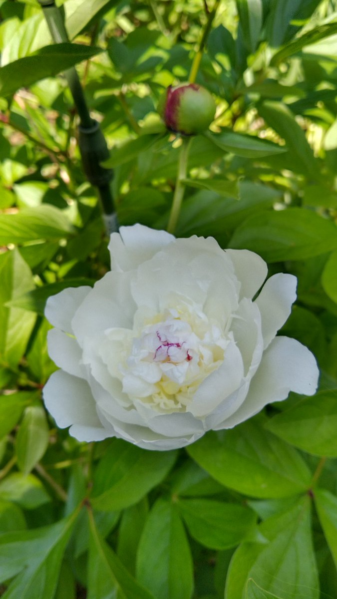 kaentake's tweet photo. 咲いた
白い

#シャクヤク
#芍薬 https://t.co/amWSqDRNMs