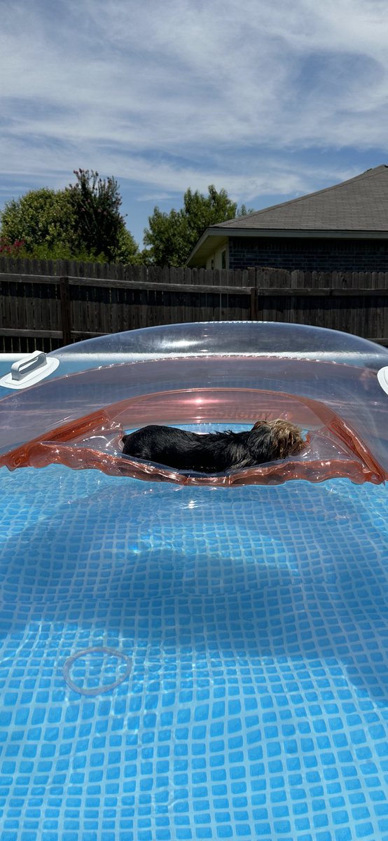 YorkieMom254's tweet photo. @sweetlas68 @oplivenation @ReelzChannel @Tajones254 Oh my goodness!!! Adorable!!! We have 4. Bentley, our Male, Millie Mae, who climbs the pool stairs &amp; loves to float, Dolly, our Parti who weighs 2lbs, and her sister Jolene, who is our black &amp; grey one who loves Christmas ornaments. Yorkies are the BEST!! 🩷 https://t.co/n39r1Mfsqc