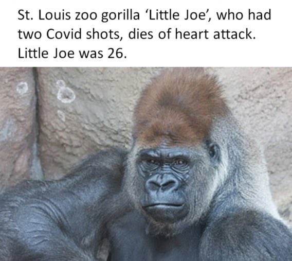 OneTallDick1's tweet photo. @DrDMartinWorld And keep these proven unsafe mRNA shots away from our livestock &amp; chickens, in addition to the animals we (as a society) care for in our many zoos &amp; care facilities. https://t.co/WMq8fRzpCl