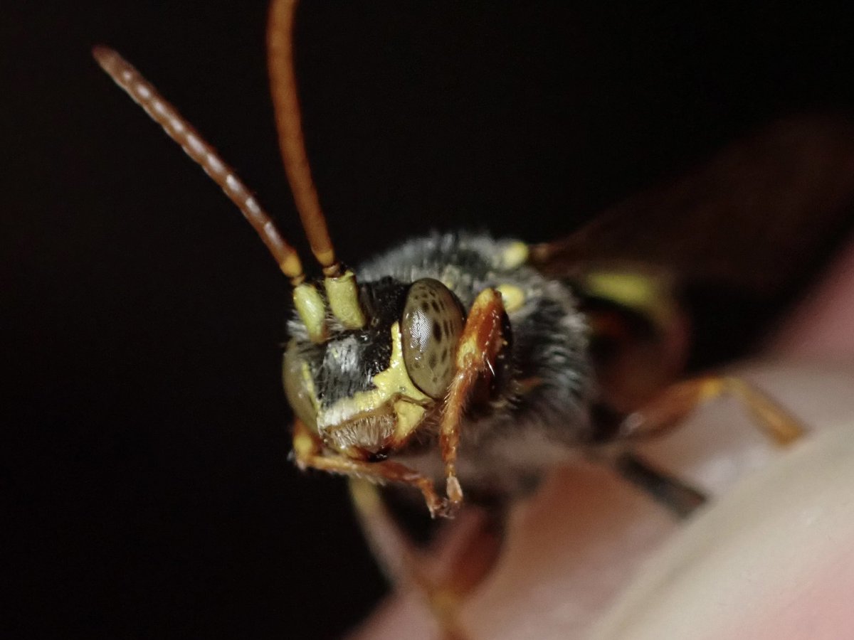 Finley Hutchinson (@finleyhutchins2) on Twitter photo Nomada sp. found by <a href="/drage_james/">James Drage Hubert</a> at Lowland Point on the Lizard in West Cornwall today. It keys nicely to N. subcornuta which would be a very good record. No Andrena nigrospina but lots of A. pilipes on site. <a href="/StevenFalk1/">Steven Falk</a> can I get your thoughts please? Nomada sp. found by <a href="/drage_james/">James Drage Hubert</a> at Lowland Point on the Lizard in West Cornwall today. It keys nicely to N. subcornuta which would be a very good record. No Andrena nigrospina but lots of A. pilipes on site. <a href="/StevenFalk1/">Steven Falk</a> can I get your thoughts please?