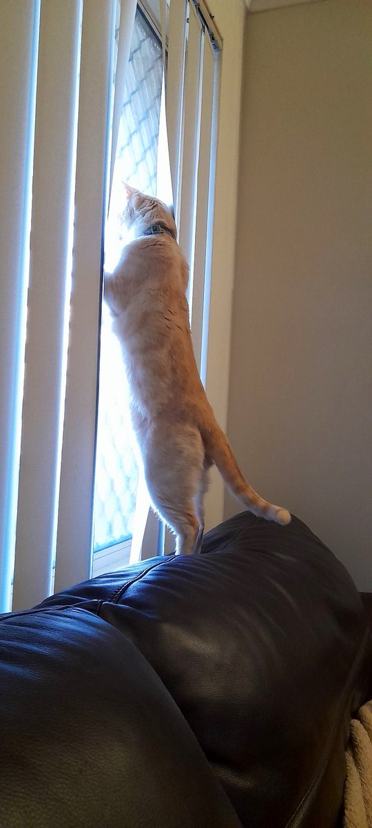 SlenderSherbet's tweet photo. When someone uses your drive to turn their car around.

📷: Sigmund, owner of @AnnieOa16780734 https://t.co/qtVSws7YR3