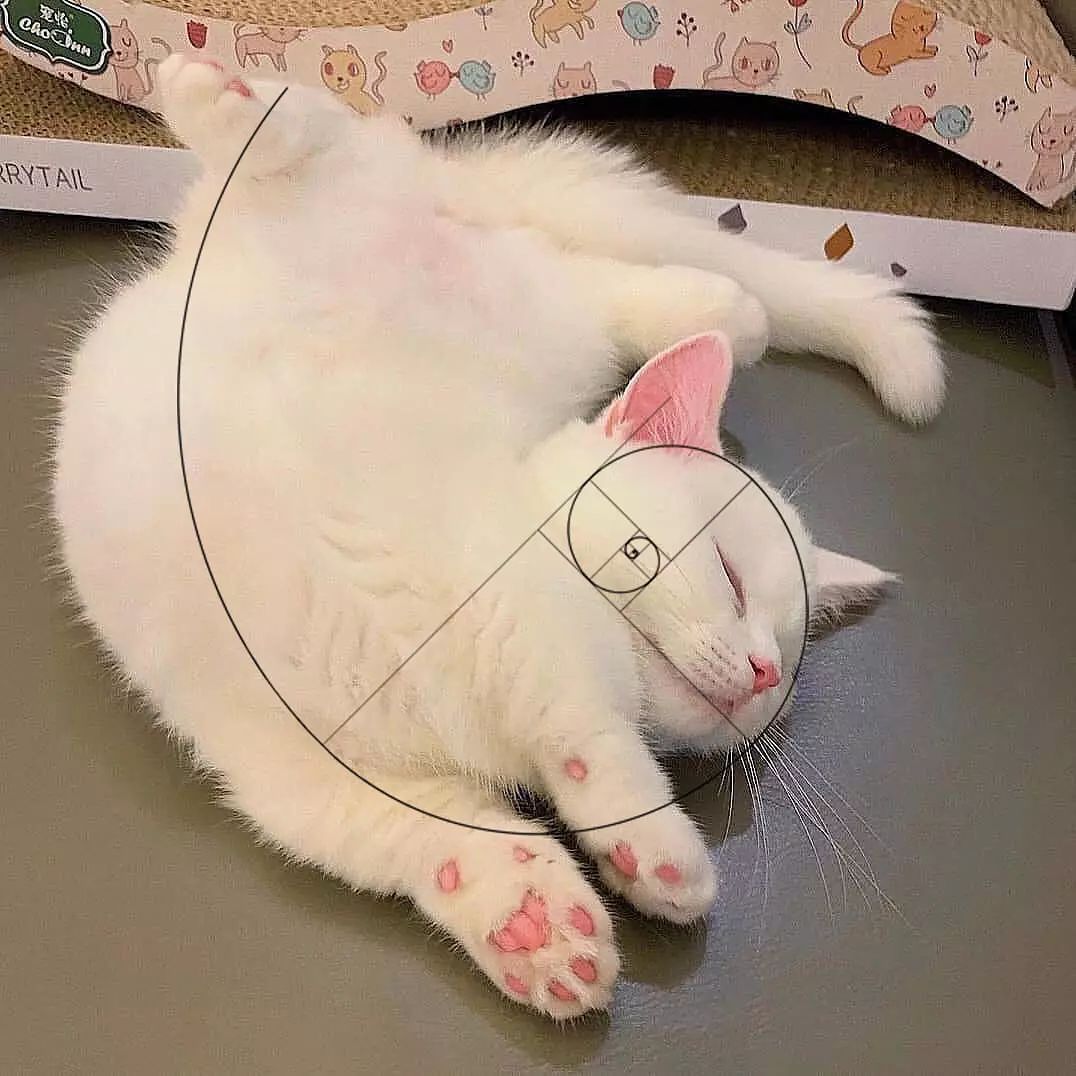 catssbeingsilly's tweet photo. https://t.co/KJsjSWcPd8