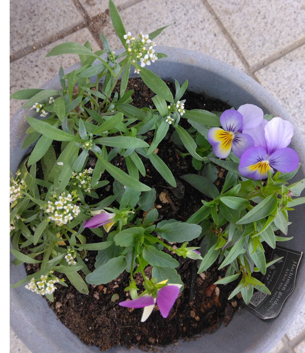 6月8日(土)☀
おはようございます٩(๑❛ᴗ❛๑)۶
私はお仕事お休み😊
ガーデニングの日😊
お仕事の方は頑張って(๑˃ ᴗ˂ )و

みなさんの土曜日が
素敵な一日になりますように
:*:✼✿ (*˙˘˙*)｡ﾟ:*:✼.｡✿.｡

　　こぼれ種からの
💐ビオラ&amp;アリッサム💐
　　の小さな寄せ植え
　　カワイイ(ෆ❛ั◡❛ัෆ)