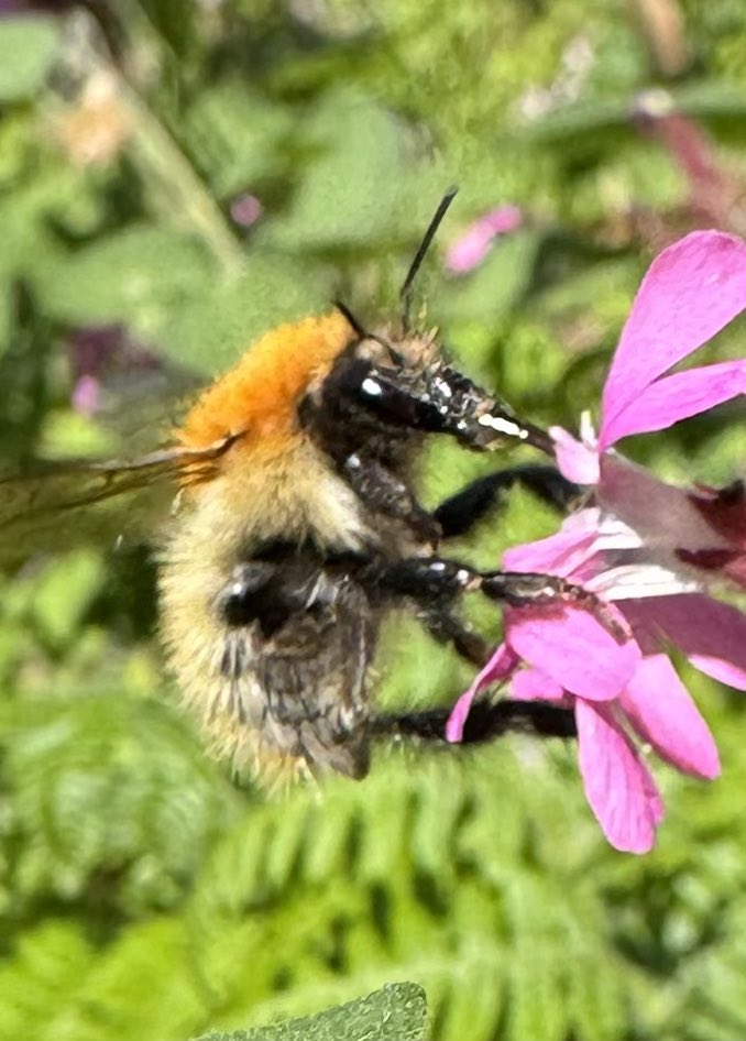 HimsworthM's tweet photo. Holidaying in Guernsey I read there are only six species of bumblebee on this beautiful island is that right @pollinatorproj ? I saw this rather B. humilis or B. muscorum looking one! @StevenFalk1 @iancbeavis @BumblebeeTrust Not great pics it wasn’t close! https://t.co/fe83XyM9zK