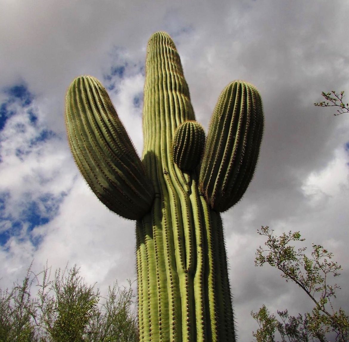 National Park Service (@natlparkservice) on Twitter photo I throw my arms up in the air sometimes…Saying ayeoh, I’m a saguaro. 🌵
📸<a href="/SaguaroNPS/">SaguaroNationalPark</a> I throw my arms up in the air sometimes…Saying ayeoh, I’m a saguaro. 🌵
📸<a href="/SaguaroNPS/">SaguaroNationalPark</a>