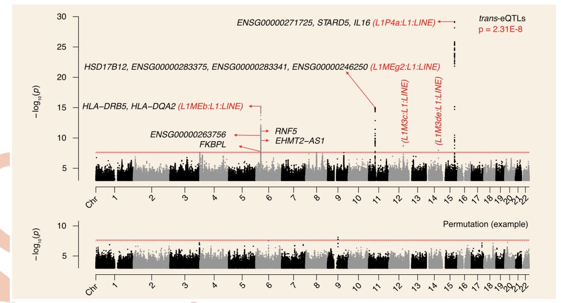 BBParis1984's tweet photo. @the_TE_guy identified several peaks with #GenomeWide significance, suggesting these SNVs are linked to #L1 RNA level regulation in #GEUVADIS LCL cells! The top SNV was linked to genes STARD5/IL16, which had not previously been linked to #L1 control. 3/10 https://t.co/yhWVPlIqMK