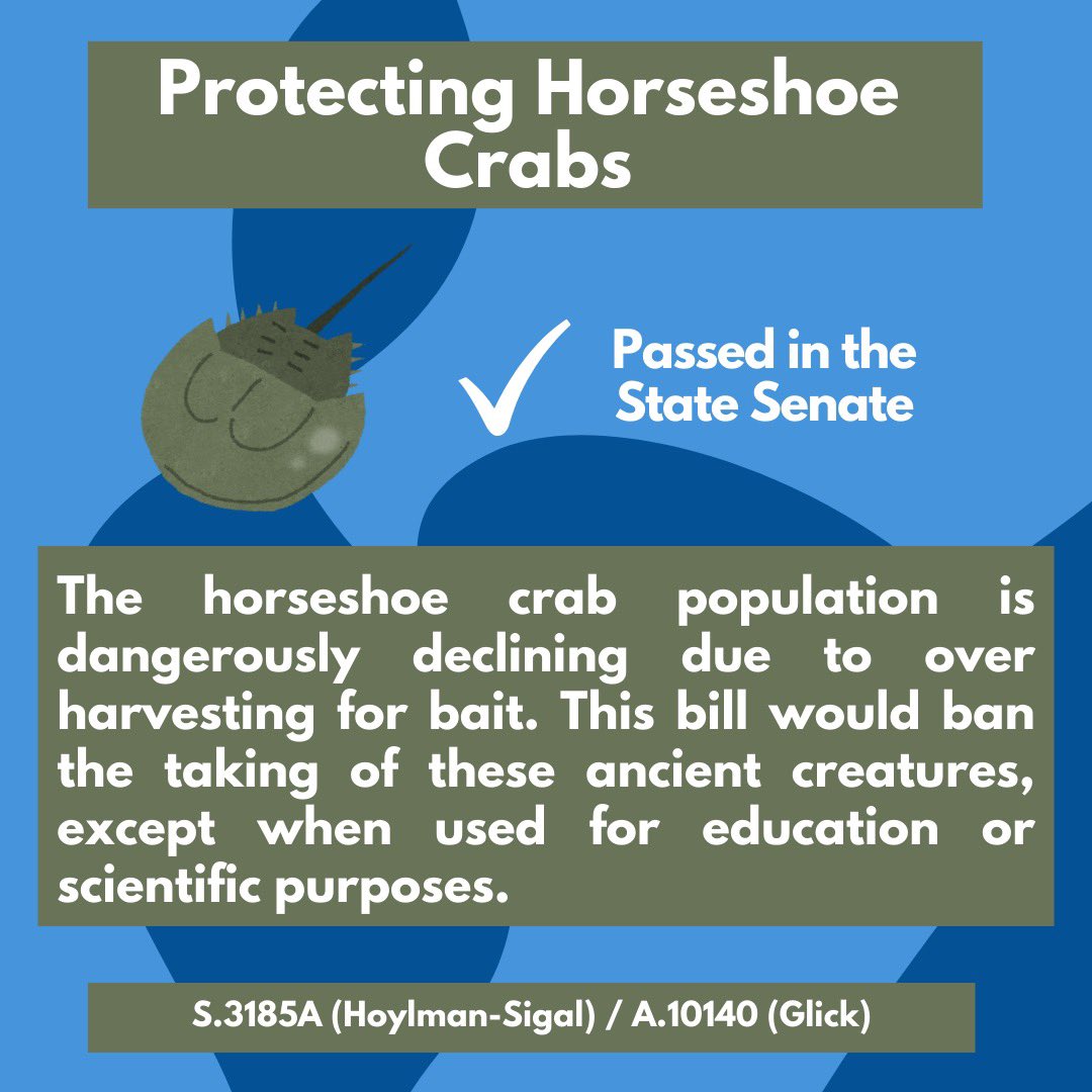 Brad Hoylman-Sigal 🌈🥯 (@bradhoylman) on Twitter photo Horseshoe crabs are in danger. Today the Senate took action by passing the bill I carry with <a href="/DeborahJGlick/">(((Deborah Glick)))</a> to protect these beautiful, ancient creatures. Horseshoe crabs are in danger. Today the Senate took action by passing the bill I carry with <a href="/DeborahJGlick/">(((Deborah Glick)))</a> to protect these beautiful, ancient creatures.