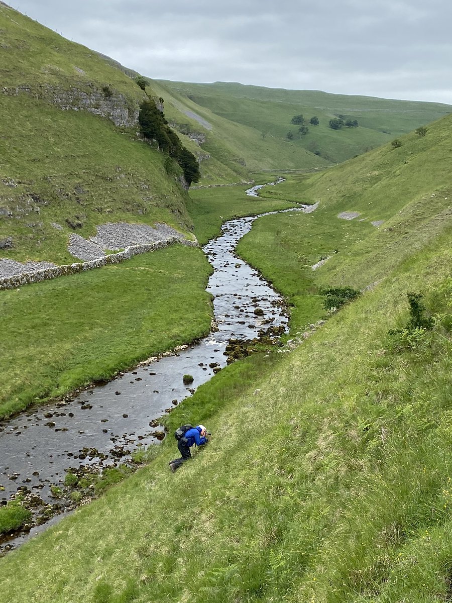 BSBIscience's tweet photo. Fun to be out with @HarrogateNats in Upper Wharfedale today; Mountain Avens Dryas octopetala just over but perfect timing for Horseshoe Vetch Hippocrepis comosa at one of its most northerly British sites and the teeny-tiny Dwarf Milkwort Polygala amarella. https://t.co/aA6yqVlUJ2