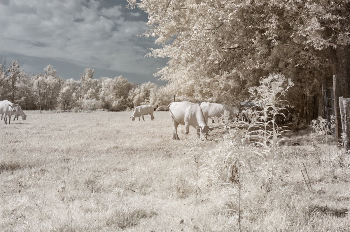 StirlingCorgi's tweet photo. Photos from around Fackler, Alabama back in Sep-Oct 2023. #Alabama #Fackler #abandoned #infrared https://t.co/0X1IkMnWGS