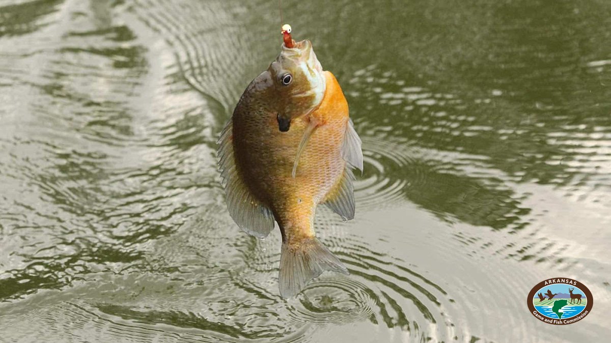 🎣 Lake Wilhelmina anglers encouraged to catch and keep all they can eat 
MENA — The Arkansas Game and Fish Commission has lifted all daily limits and size limits on all fish species at Lake Wilhelmina in Polk County. The action, approved at the ...bit.ly/3x7tk1b
