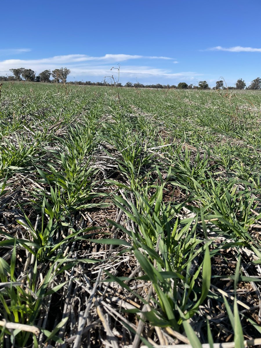 Chris Bell tweet media