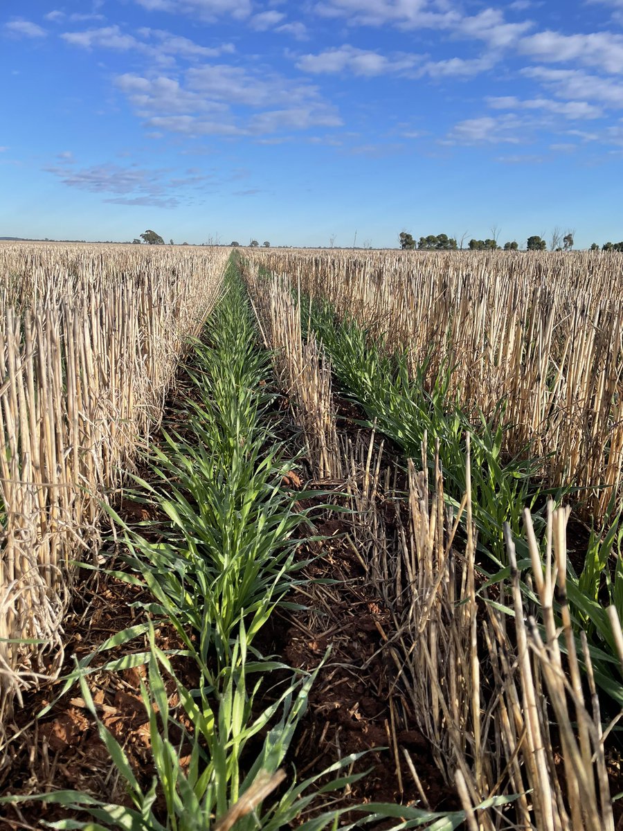 Chris Bell tweet media