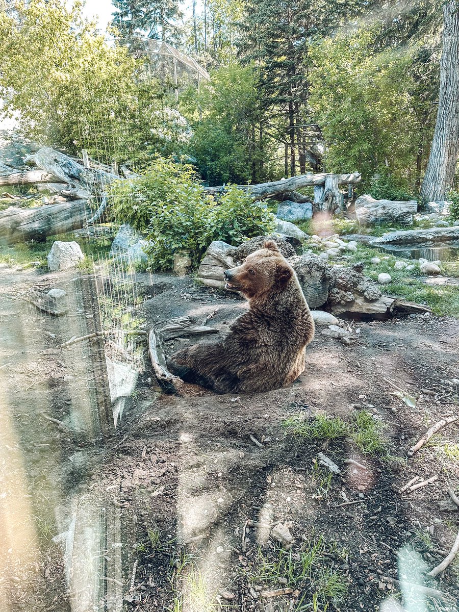 Such an amazing day of learning and exploring at the Calgary Zoo! Students observed local animals, documented animal movement, and learned all about basic needs. It was the best day! ☀️