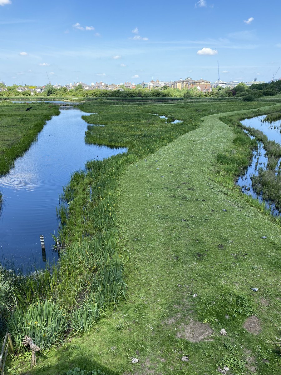 Gehan de Silva W (@gehan_de_silva) on Twitter photo Sun 2 June 2024, London Bird Club Walk <a href="/LondonBirdClub/">London Bird Club</a> <a href="/LNHSoc/">LNHS</a> to London Wetland Centre <a href="/WWTLondon/">WWT London Wetland Centre</a> . 49 bird species including Hobby plus orchids & dragonflies. For free, guided nature walks in London, download the LNHS Programme on lnhs.org.uk Sun 2 June 2024, London Bird Club Walk <a href="/LondonBirdClub/">London Bird Club</a> <a href="/LNHSoc/">LNHS</a> to London Wetland Centre <a href="/WWTLondon/">WWT London Wetland Centre</a> . 49 bird species including Hobby plus orchids & dragonflies. For free, guided nature walks in London, download the LNHS Programme on lnhs.org.uk