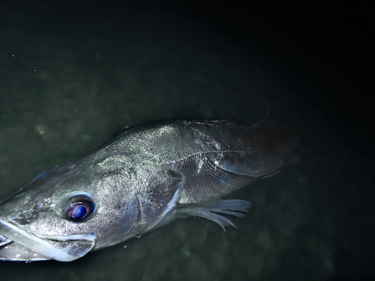 suzu_fishing_'s tweet photo. 昨夜この時期にしては、コンディションも良い魚でした。普段バイブレーションは全く使わないのですが、今回は使用してみました。　　
#山陰　#島根　#鳥取　#中海　#宍道湖　#seabass #鱸　#釣り　#釣り好きな人と繋がりたい  #apia #daiwa  #22イグジスト4000xh #baygogo #敏腕バイブ  #ベイゴーゴー https://t.co/UT5l08tSUZ