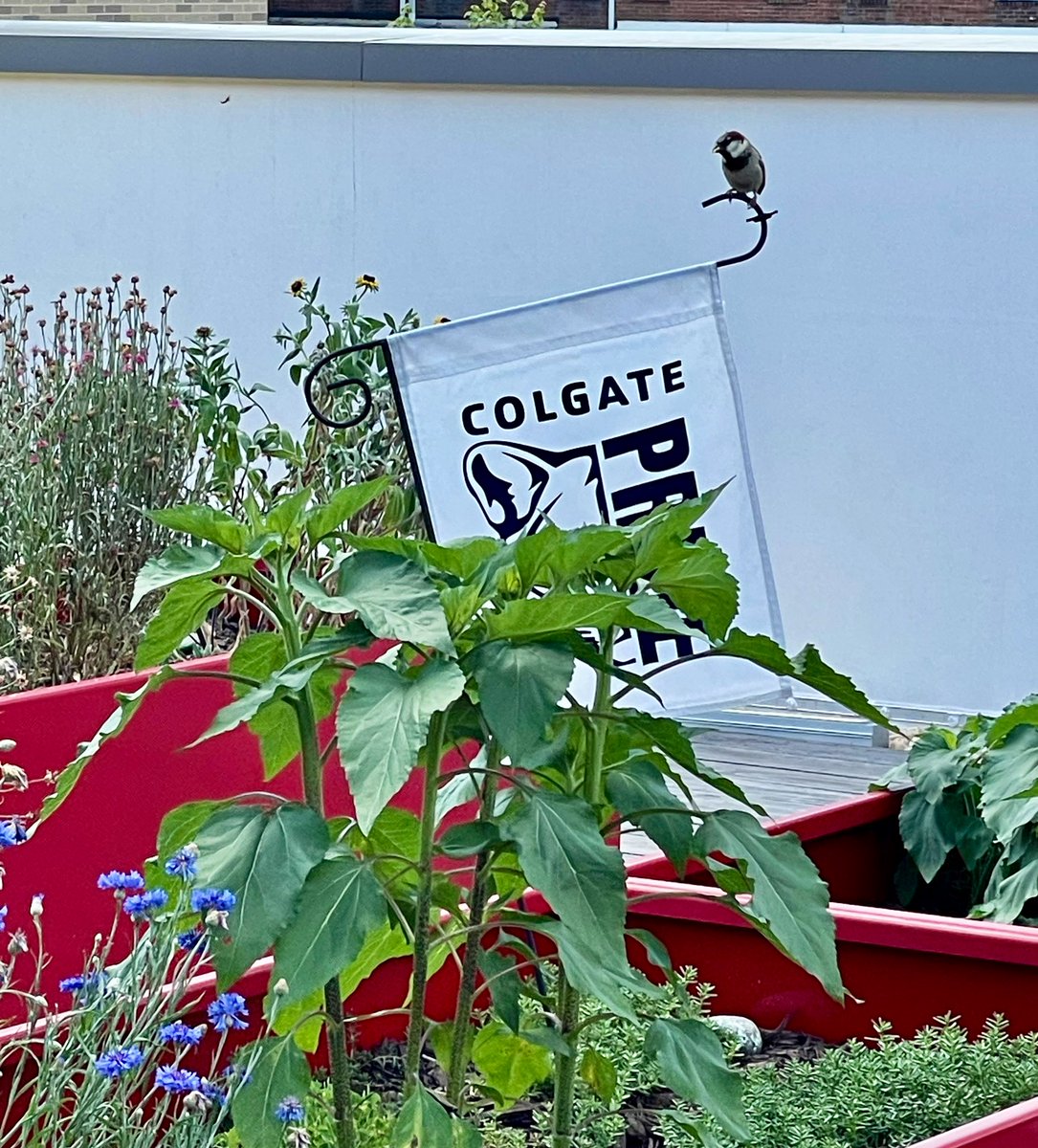 Ronda Janiski tweet media