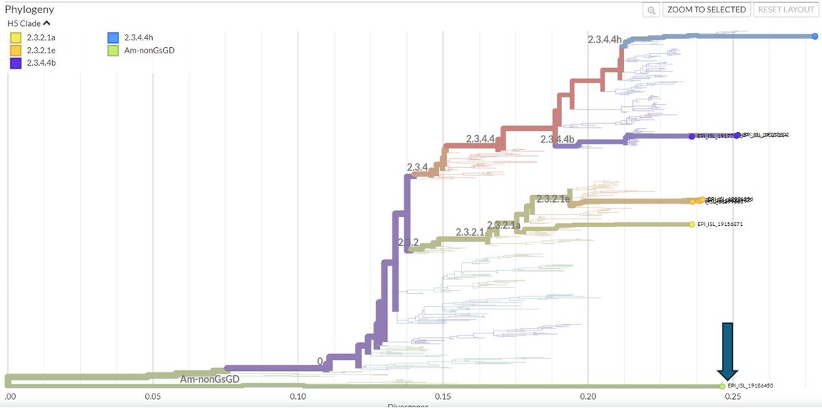 Data from the human H5N2 case from Mexico are now available on GISAID. Here's an HA tree built using Nextclade, with all human H5 cases from GISAID highlighted. Unsurprisingly, this seq belongs to the Am-nonGsGd clade, and is very distinct from the dairy cattle outbreak in the US