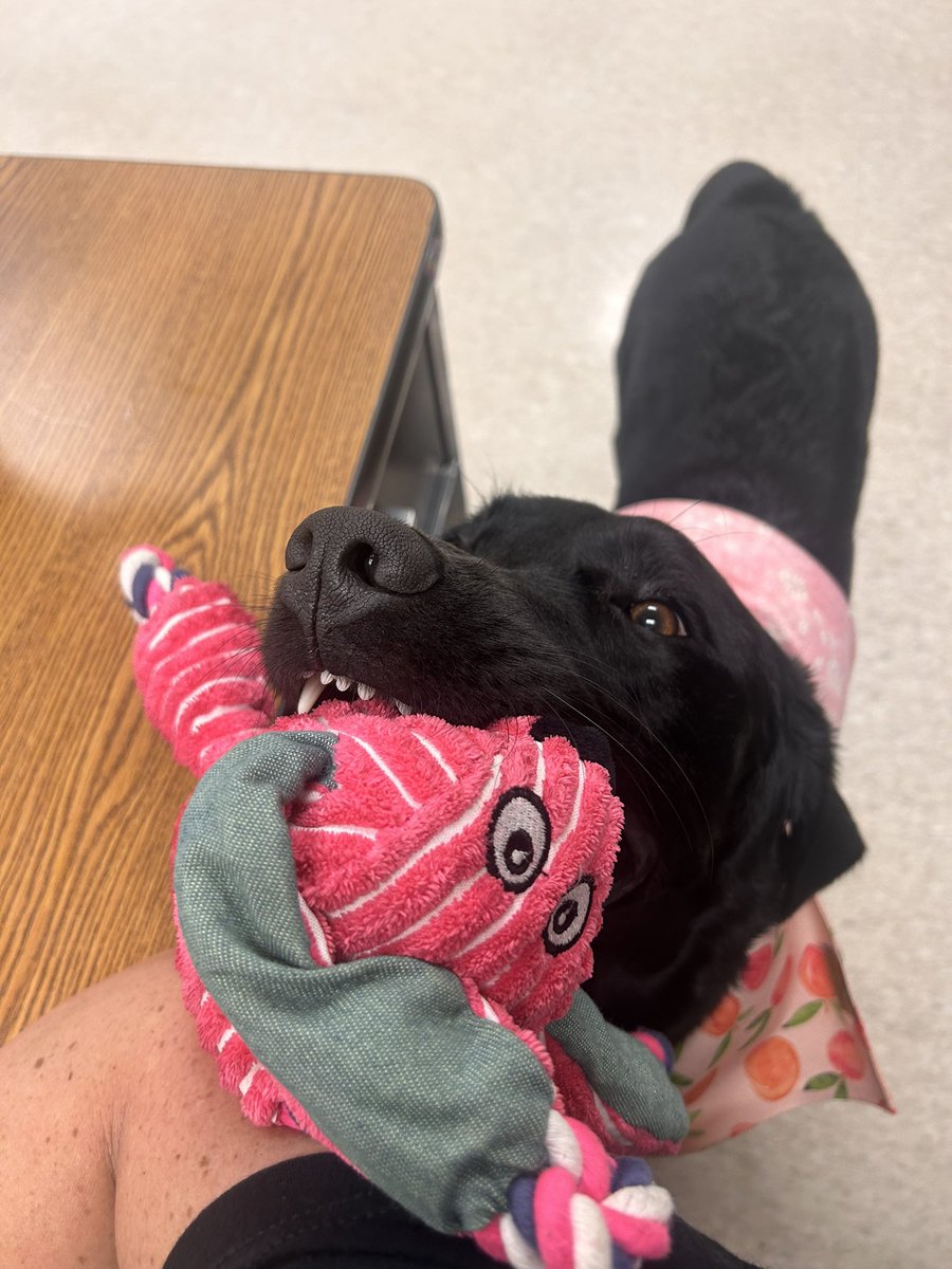 FSSDAlma's tweet photo. A week in the life of Alma…. Summer Learning Camp Edition!  #fssd #fssdtherapydogs #summer https://t.co/gdXUJV79F8