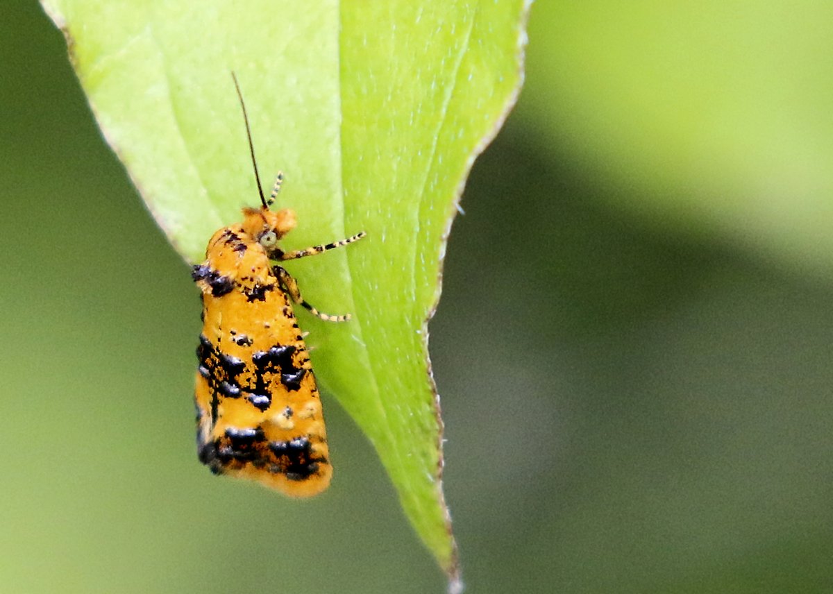 BigAlStrood (@bigalstrood) on Twitter photo This is not a butterfly but a rather beautiful Moth I snapped today at Hutchinson's Bank in Surrey! It's an Orange Beauty (Commophila aeneana) & rather scarce in UK! The Larvae feed on roots of Ragwort.
Enjoy!
<a href="/Natures_Voice/">RSPB</a> <a href="/NatureUK/">NatureUK</a> <a href="/BritishMoths/">British Moths</a> <a href="/surreymoths/">Surrey Moths</a> <a href="/BBCSpringwatch/">BBC Springwatch</a> This is not a butterfly but a rather beautiful Moth I snapped today at Hutchinson's Bank in Surrey! It's an Orange Beauty (Commophila aeneana) & rather scarce in UK! The Larvae feed on roots of Ragwort.
Enjoy!
<a href="/Natures_Voice/">RSPB</a> <a href="/NatureUK/">NatureUK</a> <a href="/BritishMoths/">British Moths</a> <a href="/surreymoths/">Surrey Moths</a> <a href="/BBCSpringwatch/">BBC Springwatch</a>