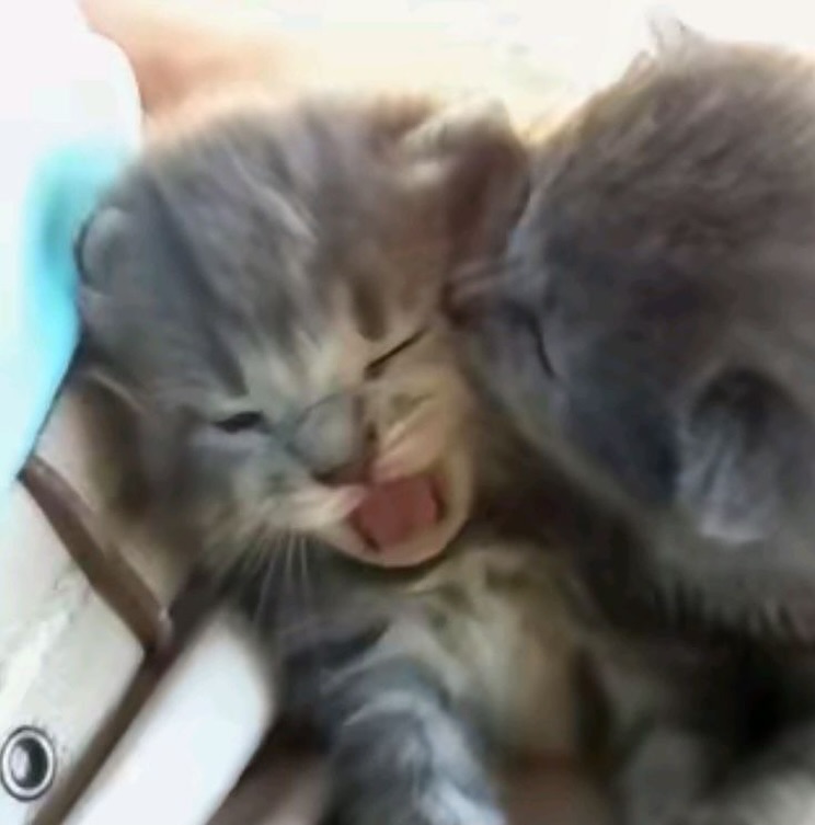 Punch Cat tweet media