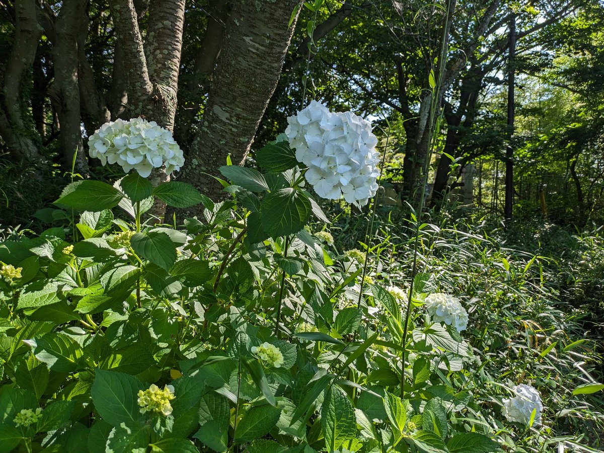 salsa_single's tweet photo. 風が👍 https://t.co/lQc8RKWwxr